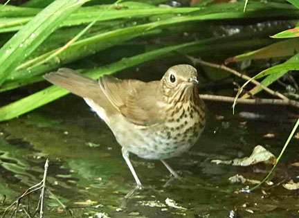 swainsons thrush 4 small graphic